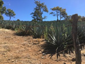 Agave plants