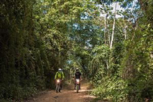 Jungle riding