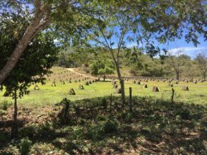 rooster houses