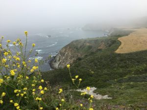 Flowers and fog